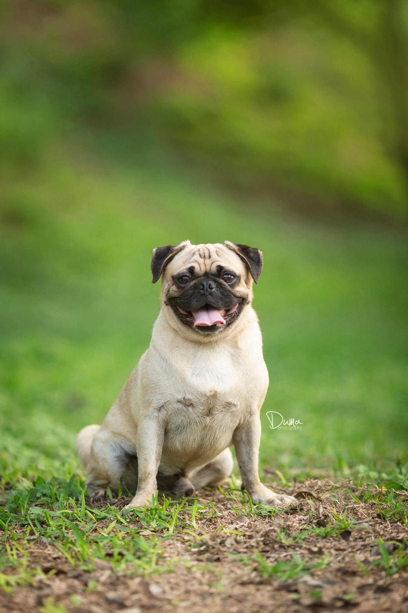 Perrito jugando en el jardín