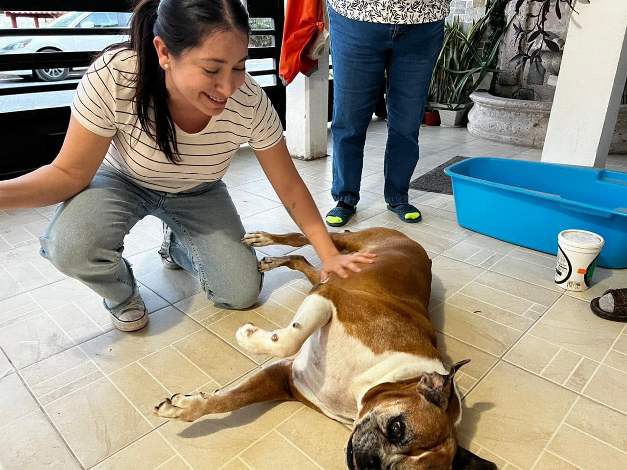 Perrito feliz
